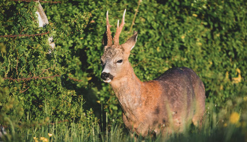 Portrait of deer standing in forest