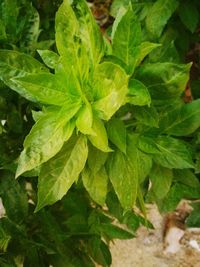 Close-up of green leaves
