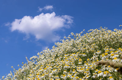 Low angle view of flowering plant against blue sky