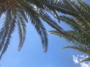 Low angle view of palm trees against clear sky