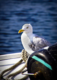 Close-up of seagull perching on rope