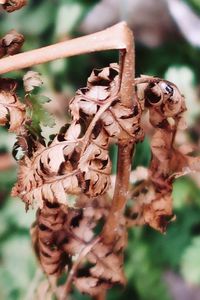 Close-up of wilted flower