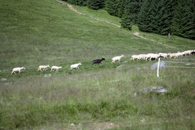 Sheep grazing in pasture