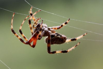 Close-up of spider on web