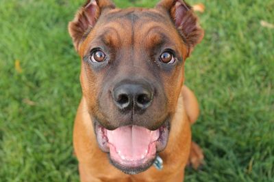 Portrait of a dog on grassy field