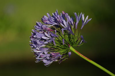 Close-up of purple flower growing outdoors