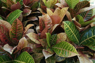 Full frame shot of leaves