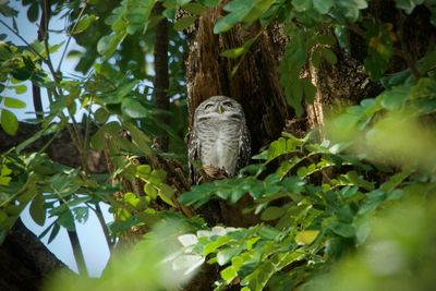 Bird perching on a tree