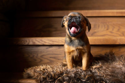 Portrait of puppy sitting outdoors