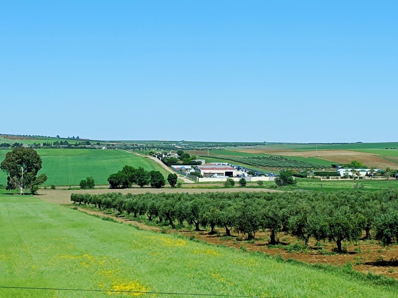 SCENIC VIEW OF AGRICULTURAL LANDSCAPE AGAINST CLEAR SKY