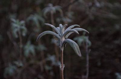 Close-up of plant in garden