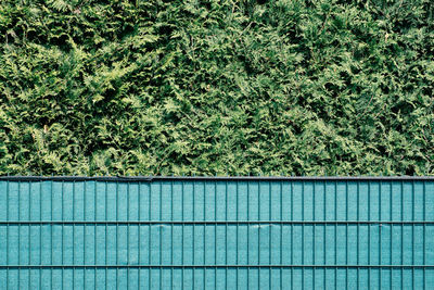 Plants growing on wall by swimming pool