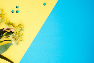 High angle view of blue and yellow flowering plants