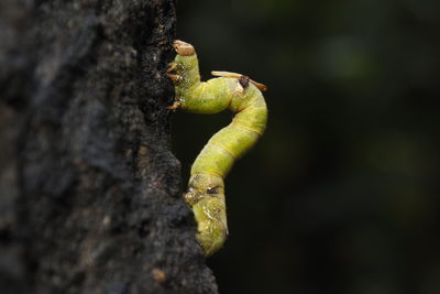 Close-up of insect on tree trunk