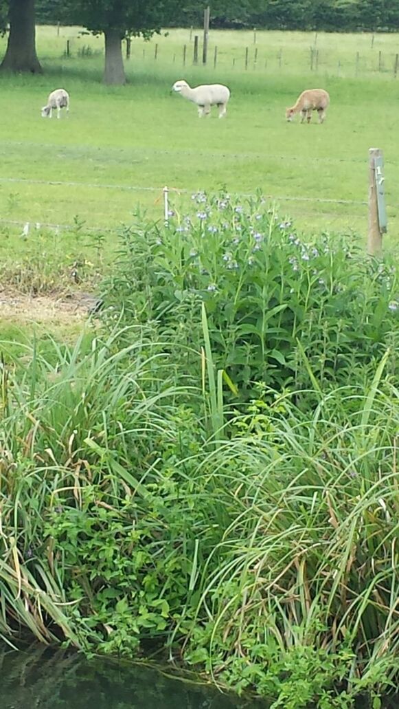 grass, animal themes, green color, field, bird, growth, grassy, nature, wildlife, animals in the wild, tranquility, plant, beauty in nature, landscape, tranquil scene, outdoors, day, sunlight, park - man made space, water