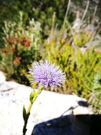 Close-up of purple flower blooming on field