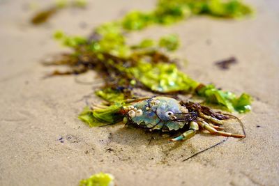 Close-up of insect on sand