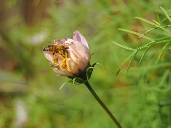 Close-up of insect on flower