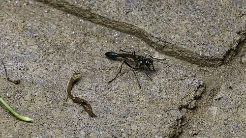 High angle view of insect on sand