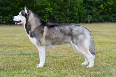 Side view of a dog looking away