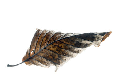 Close-up of leaf against white background