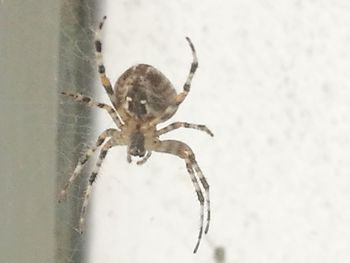 Close-up of spider on web