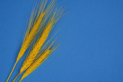 Low angle view of wheat growing against clear blue sky