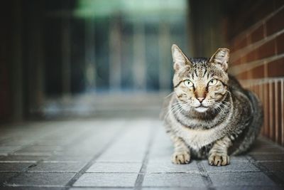 Portrait of cat relaxing on footpath