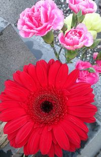 Close-up high angle view of red flower