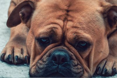 Close-up portrait of dog relaxing outdoors