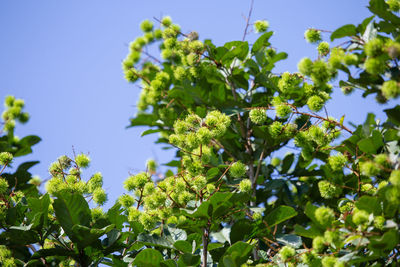 Low angle view of flowering plants against sky