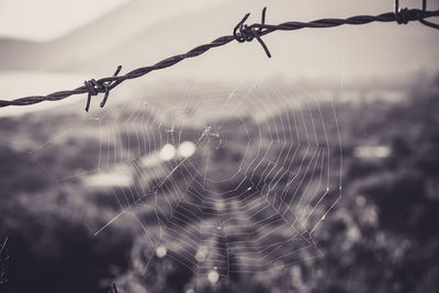 Close-up of spider web against blurred background