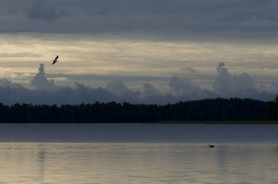 Swan flying over lake against sky during sunset