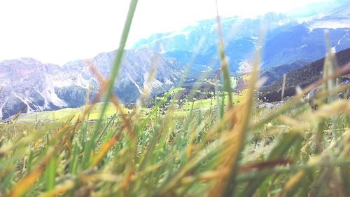 Close-up of fresh green field against sky