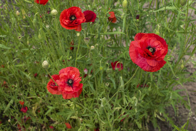 Red poppy flowers blooming outdoors