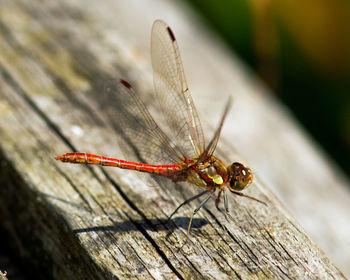 Close-up of dragonfly on wooden plank