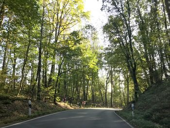 Road amidst trees in forest