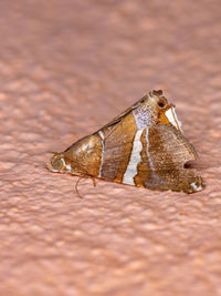 Close-up of insect on a land