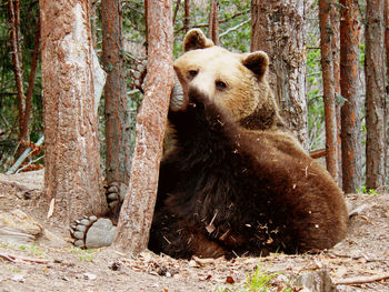 Brown bear, ursus arctos in rila mountain, bulgaria