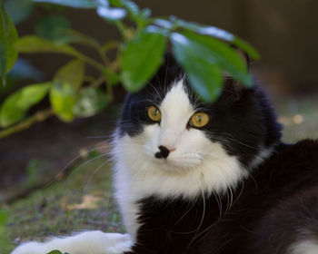 Close-up portrait of a cat