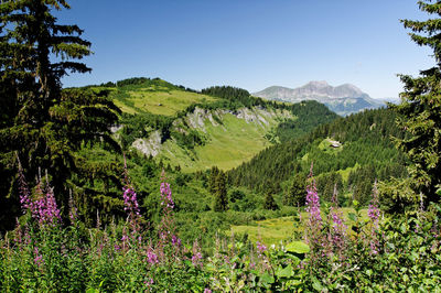 Scenic view of flowering plants and trees against sky