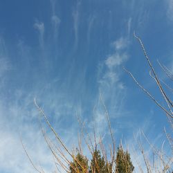 Low angle view of plants against blue sky