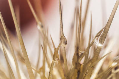 Close-up of wheat