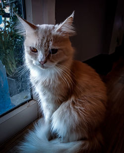 Close-up of cat looking away at home