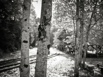 Footpath amidst trees in forest