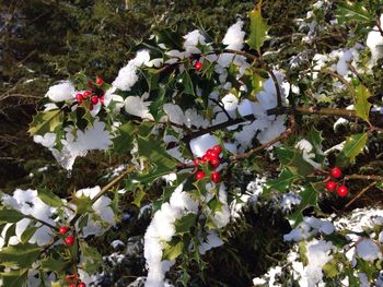 Close-up of fresh white flowers blooming on tree