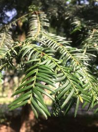 Close-up of pine tree