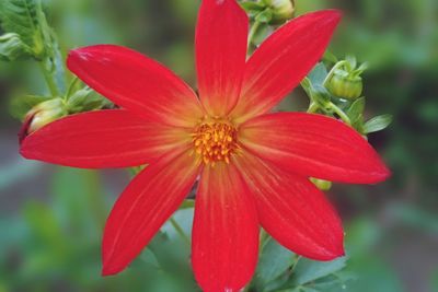 Close-up of red flower