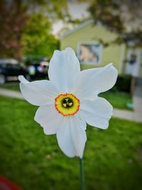 Close-up of flower blooming outdoors