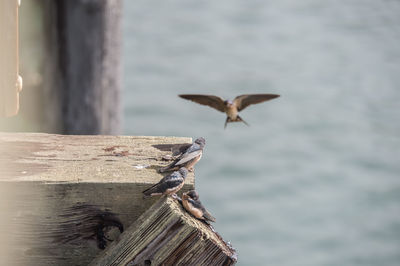 Close-up of seagull flying over wooden post